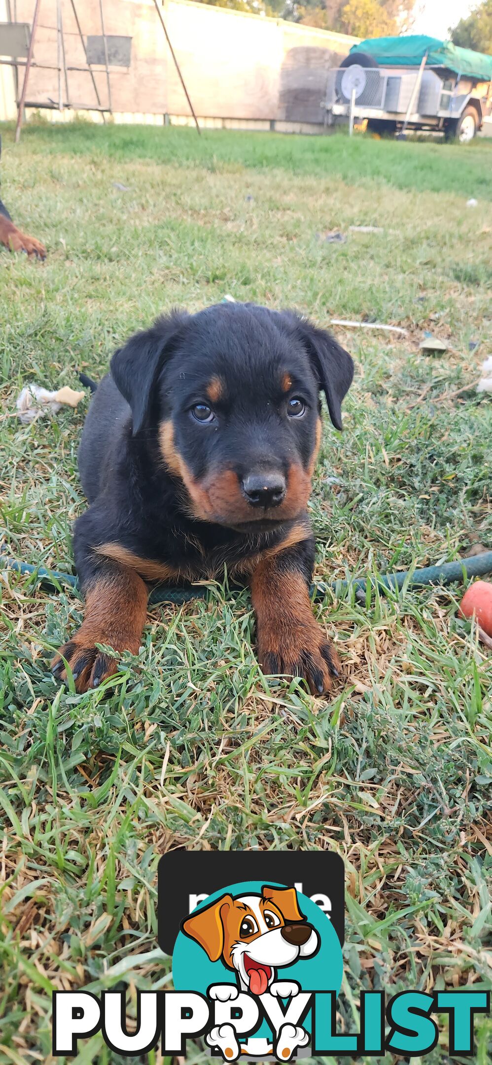 Rottweiler puppies