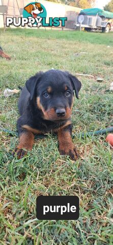 Rottweiler puppies