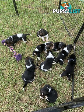 Purebred Basset Hound Puppies