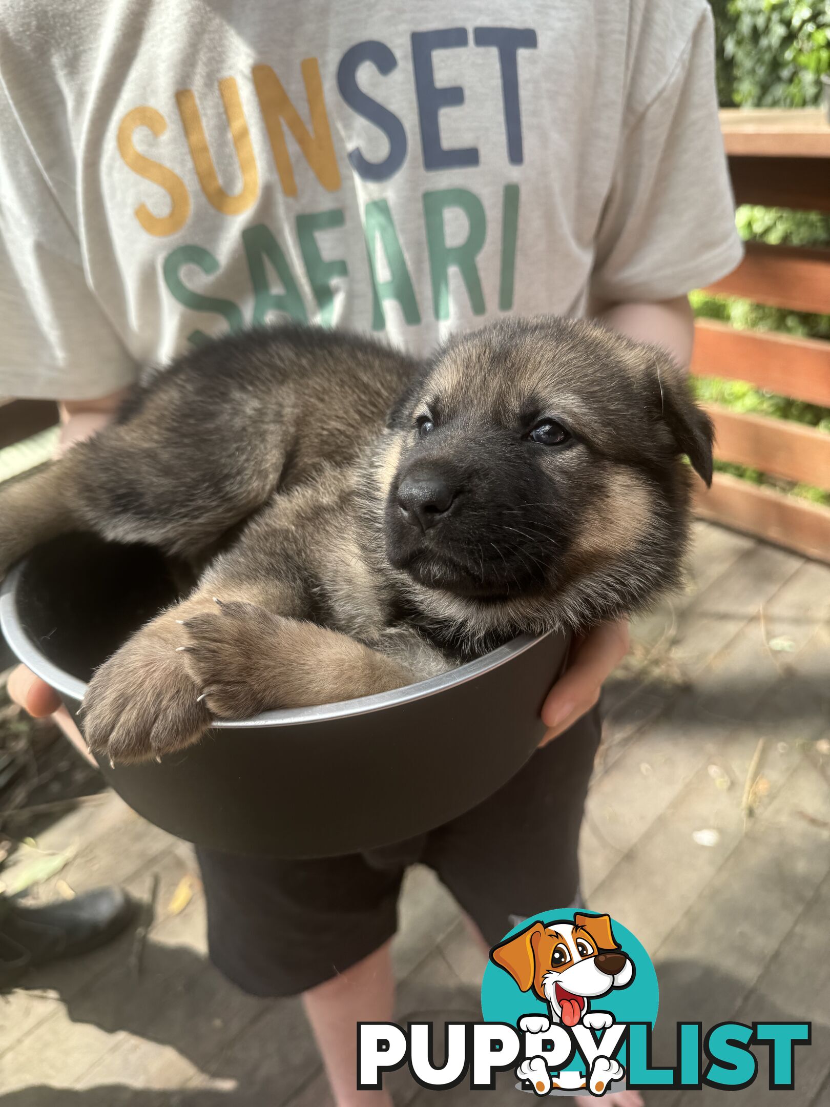 German Shepherd puppies pure bred