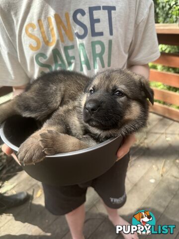 German Shepherd puppies pure bred