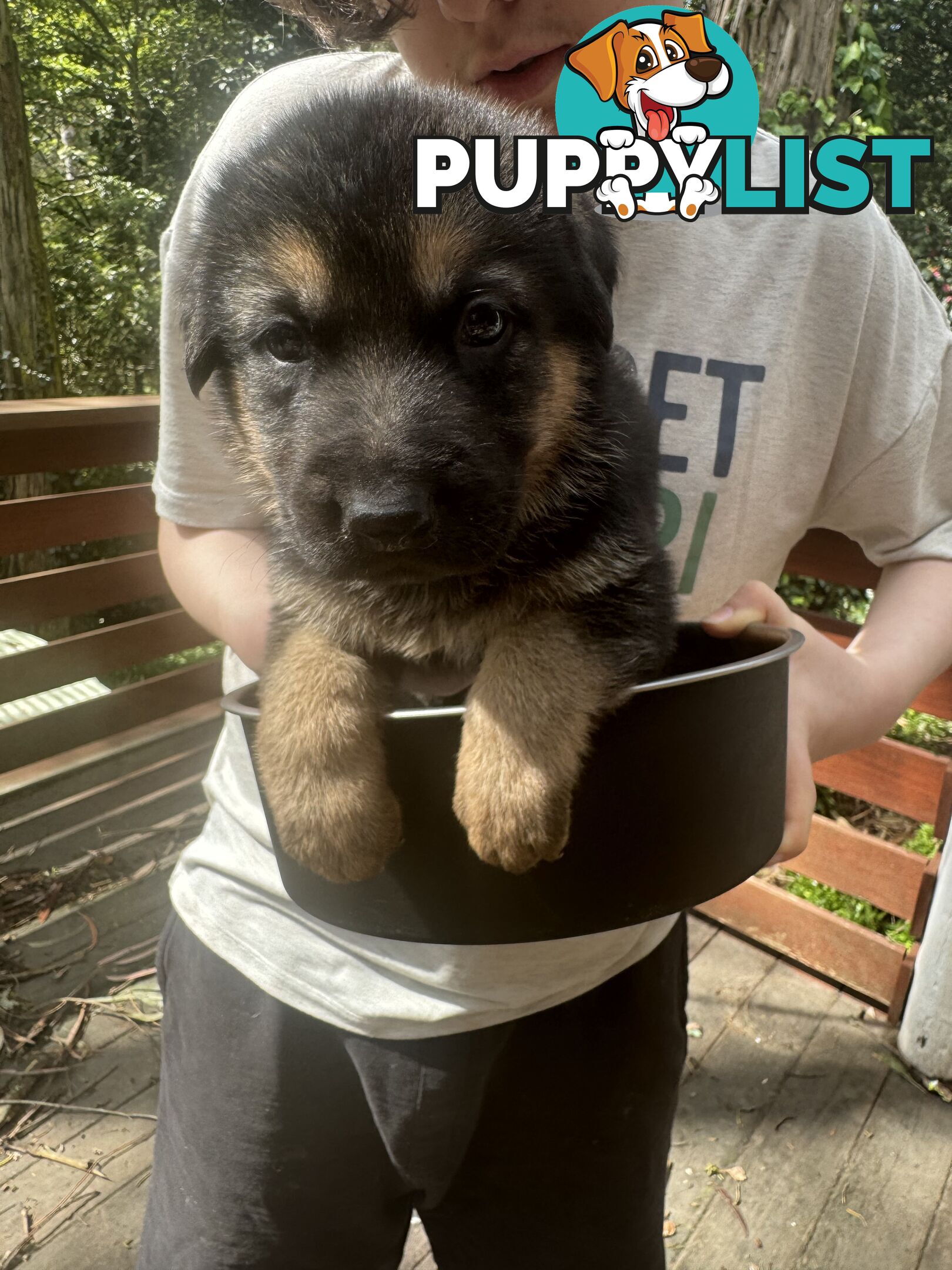 German Shepherd puppies pure bred