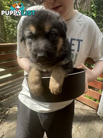 German Shepherd puppies pure bred