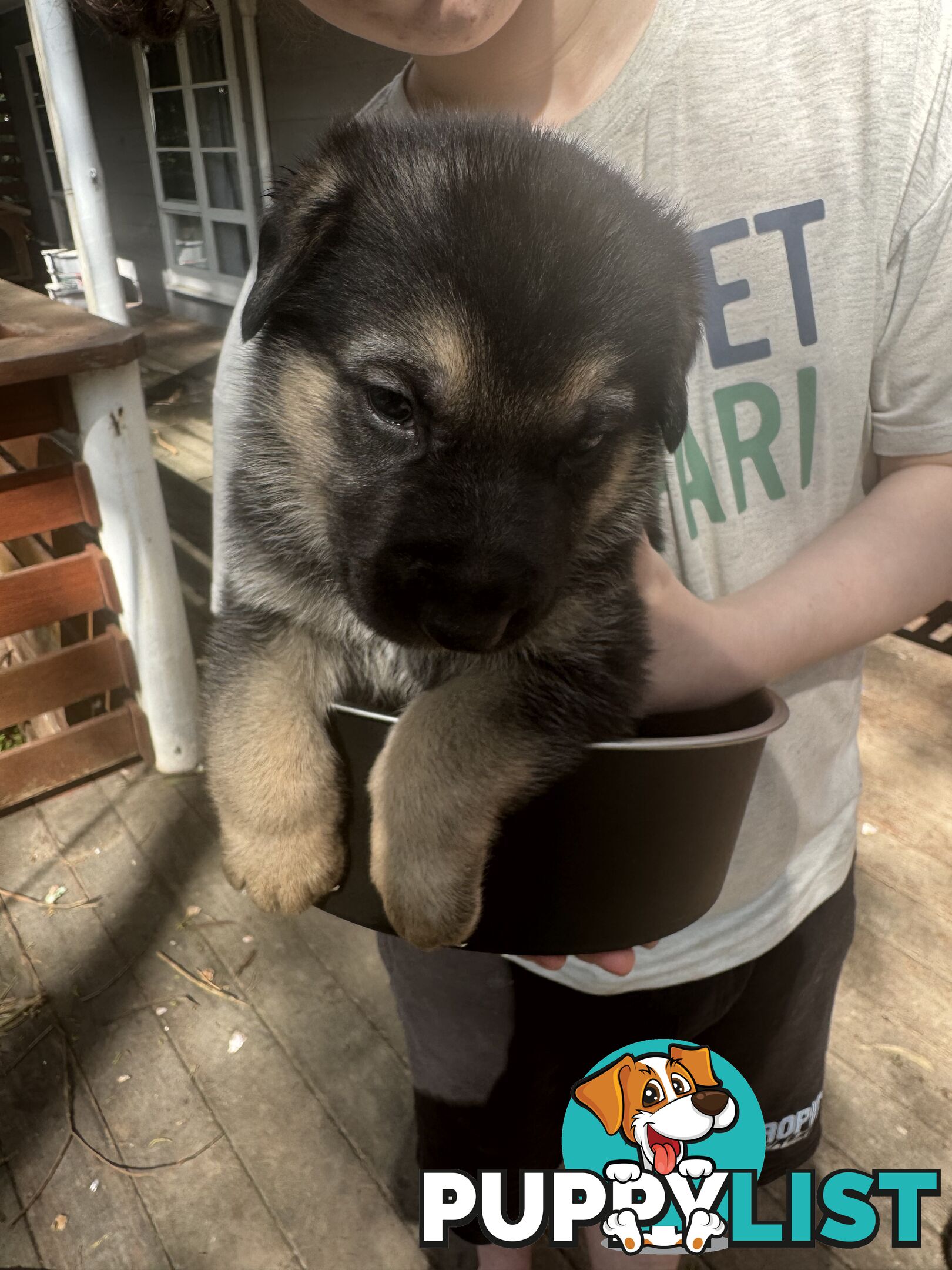 German Shepherd puppies pure bred