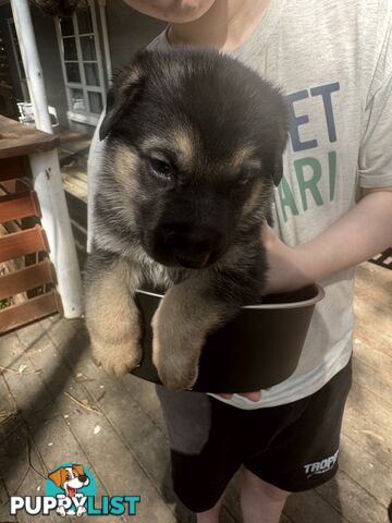 German Shepherd puppies pure bred