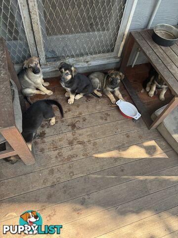 German Shepherd puppies pure bred