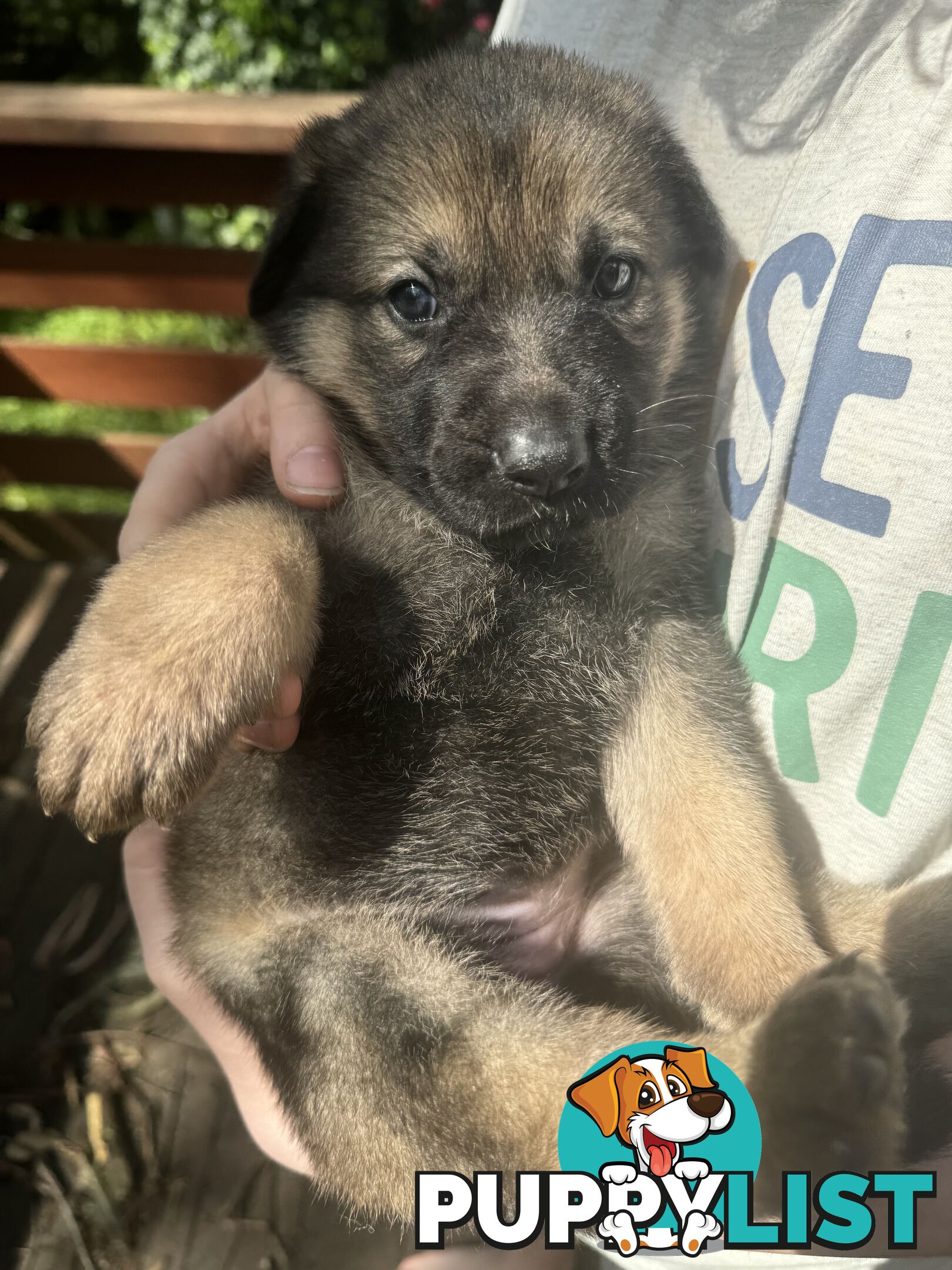 German Shepherd puppies pure bred