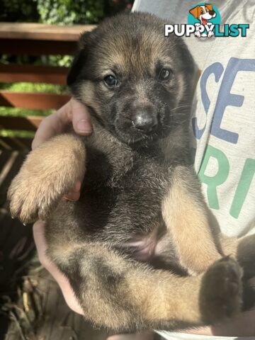 German Shepherd puppies pure bred