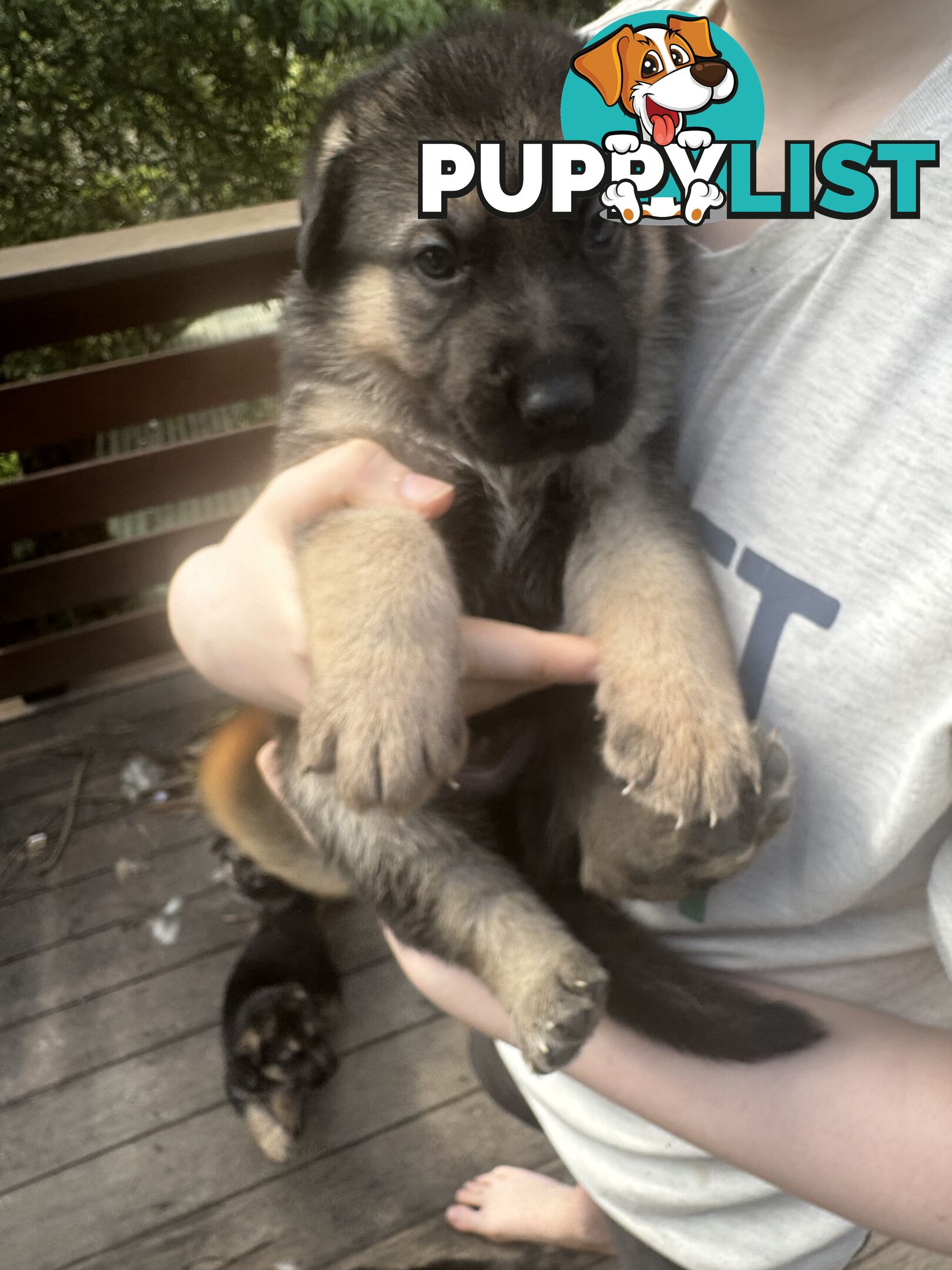 German Shepherd puppies pure bred