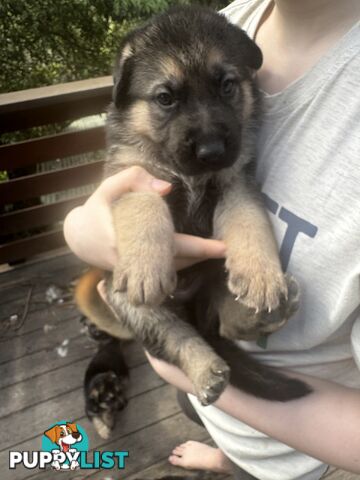 German Shepherd puppies pure bred