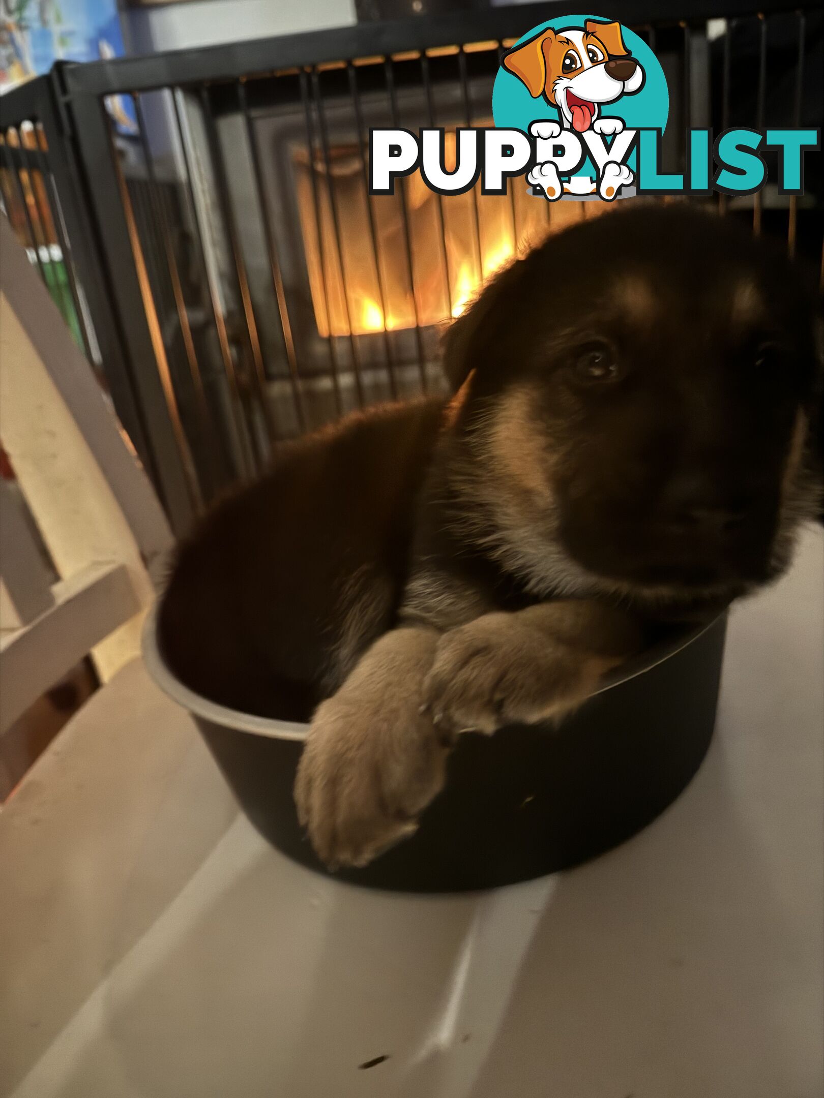 German Shepherd puppies pure bred