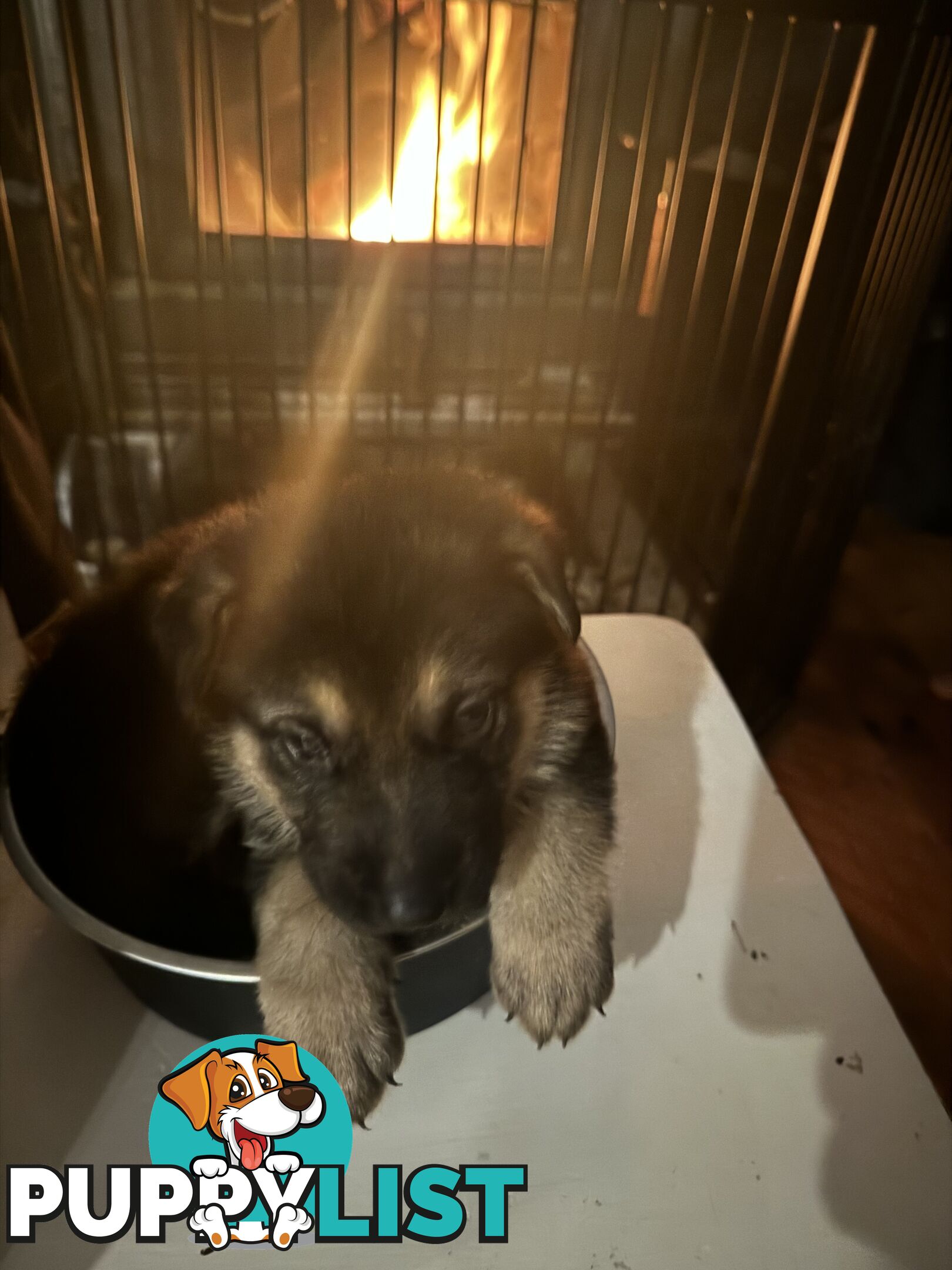 German Shepherd puppies pure bred