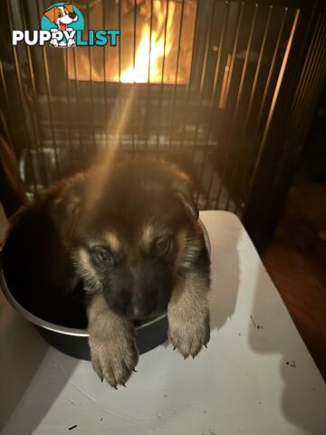 German Shepherd puppies pure bred