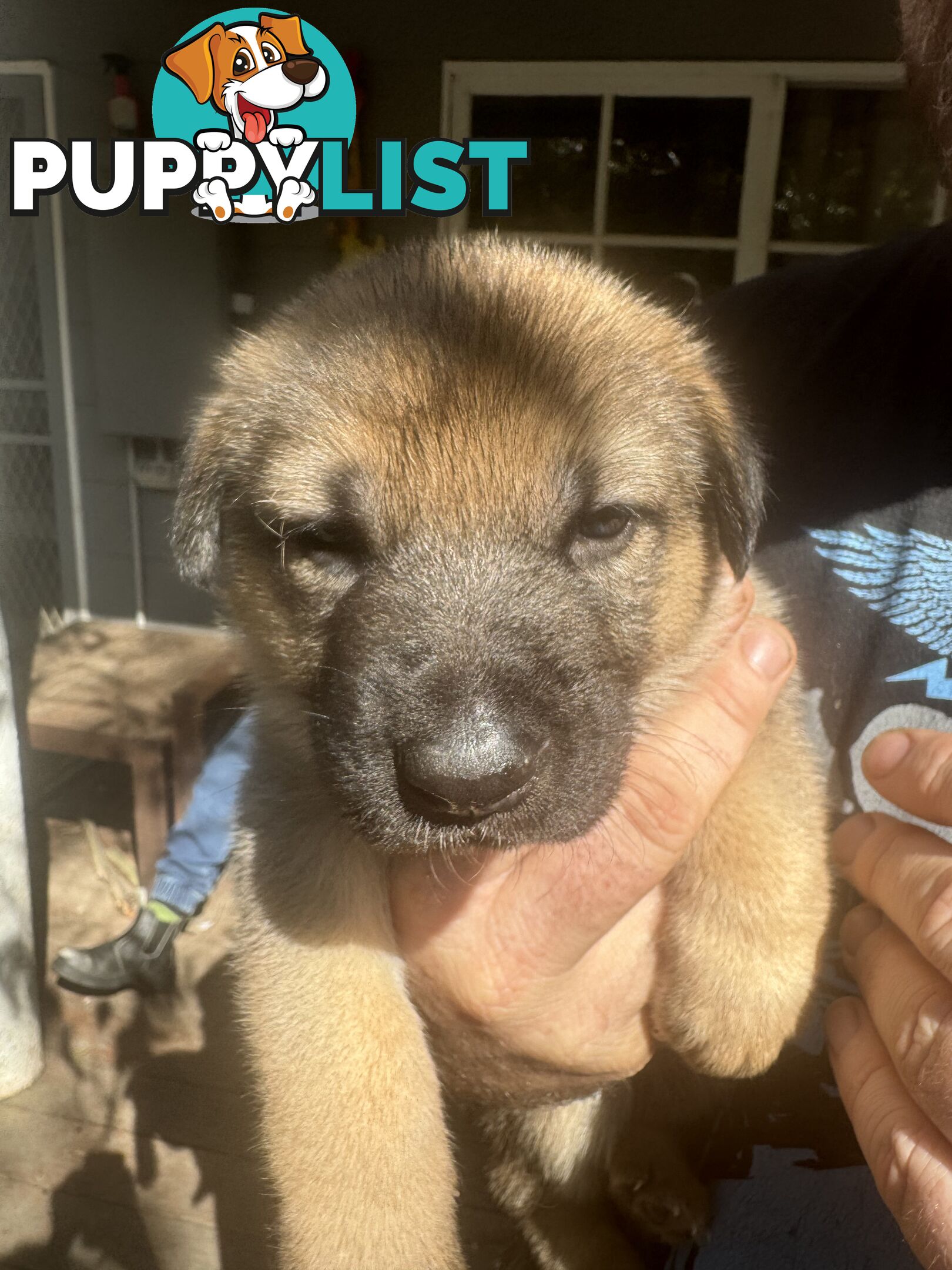 German Shepherd puppies pure bred