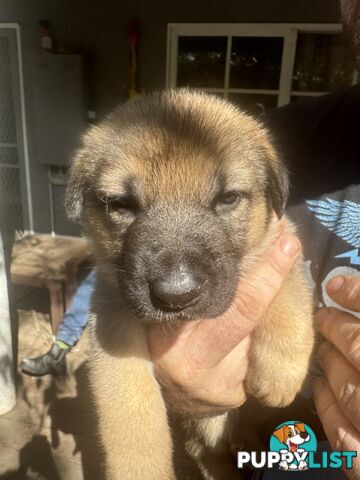 German Shepherd puppies pure bred