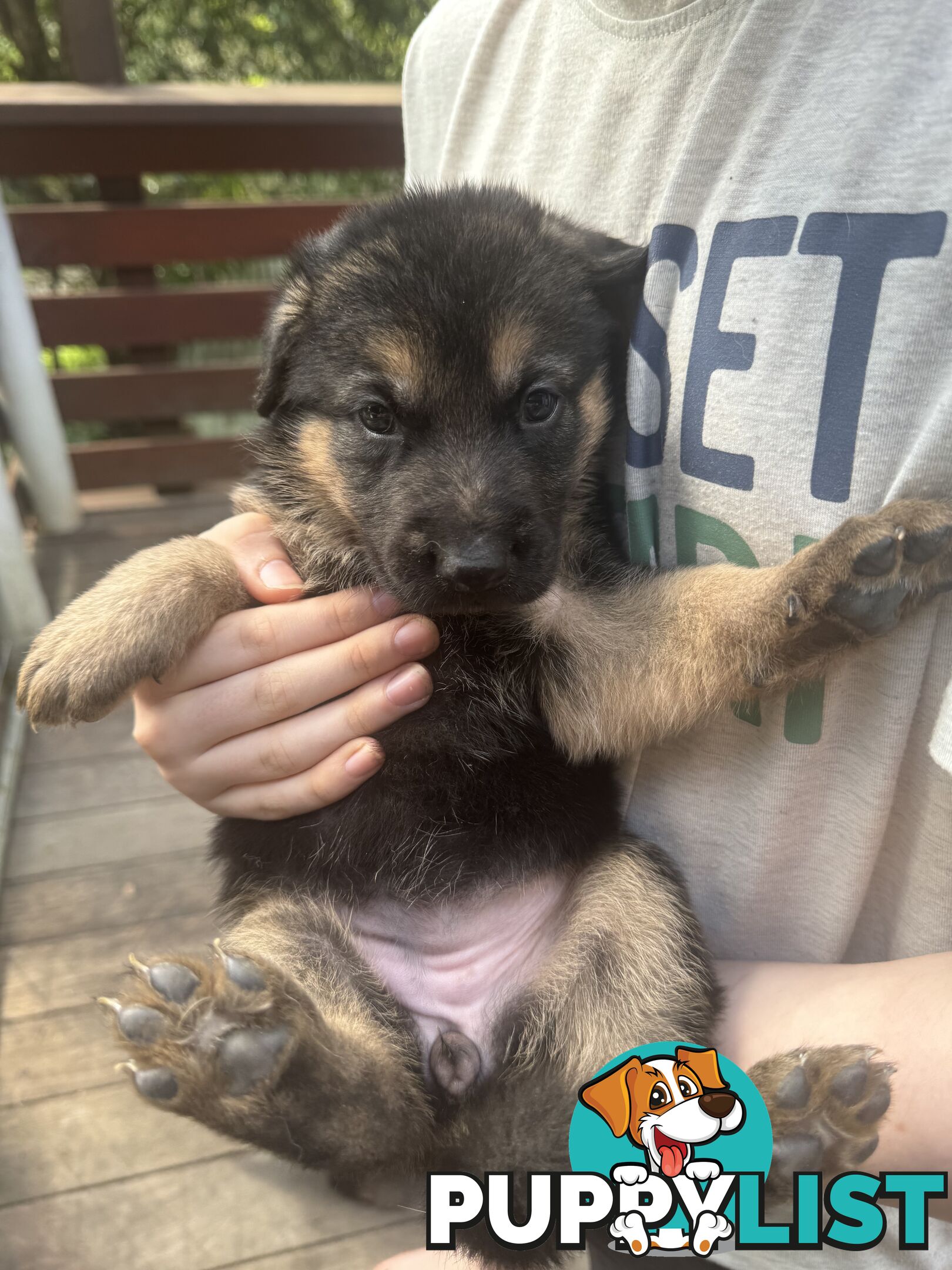 German Shepherd puppies pure bred