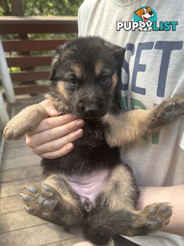 German Shepherd puppies pure bred