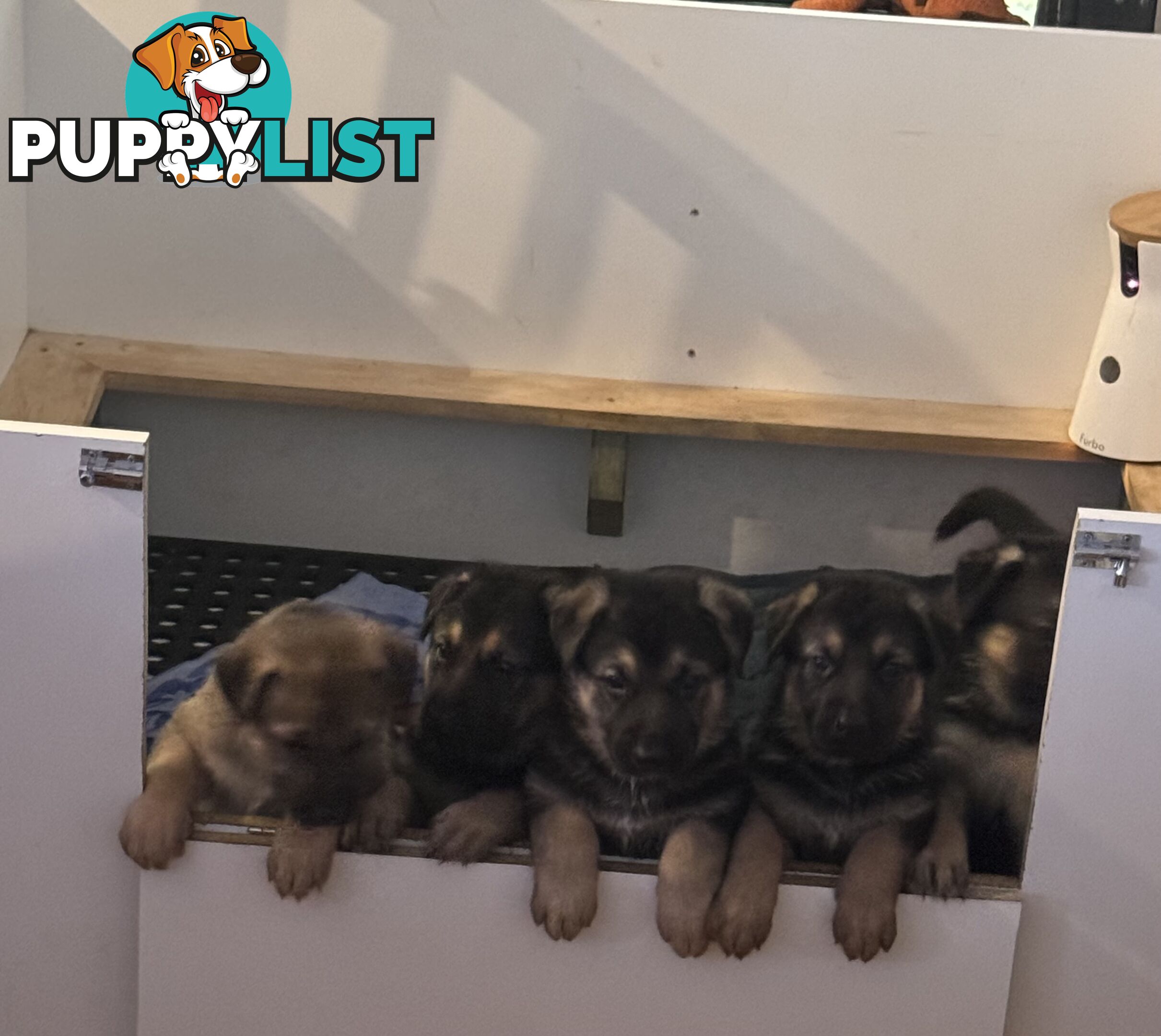 German Shepherd puppies pure bred