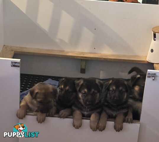 German Shepherd puppies pure bred