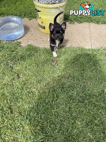 Chihuahua Puppies