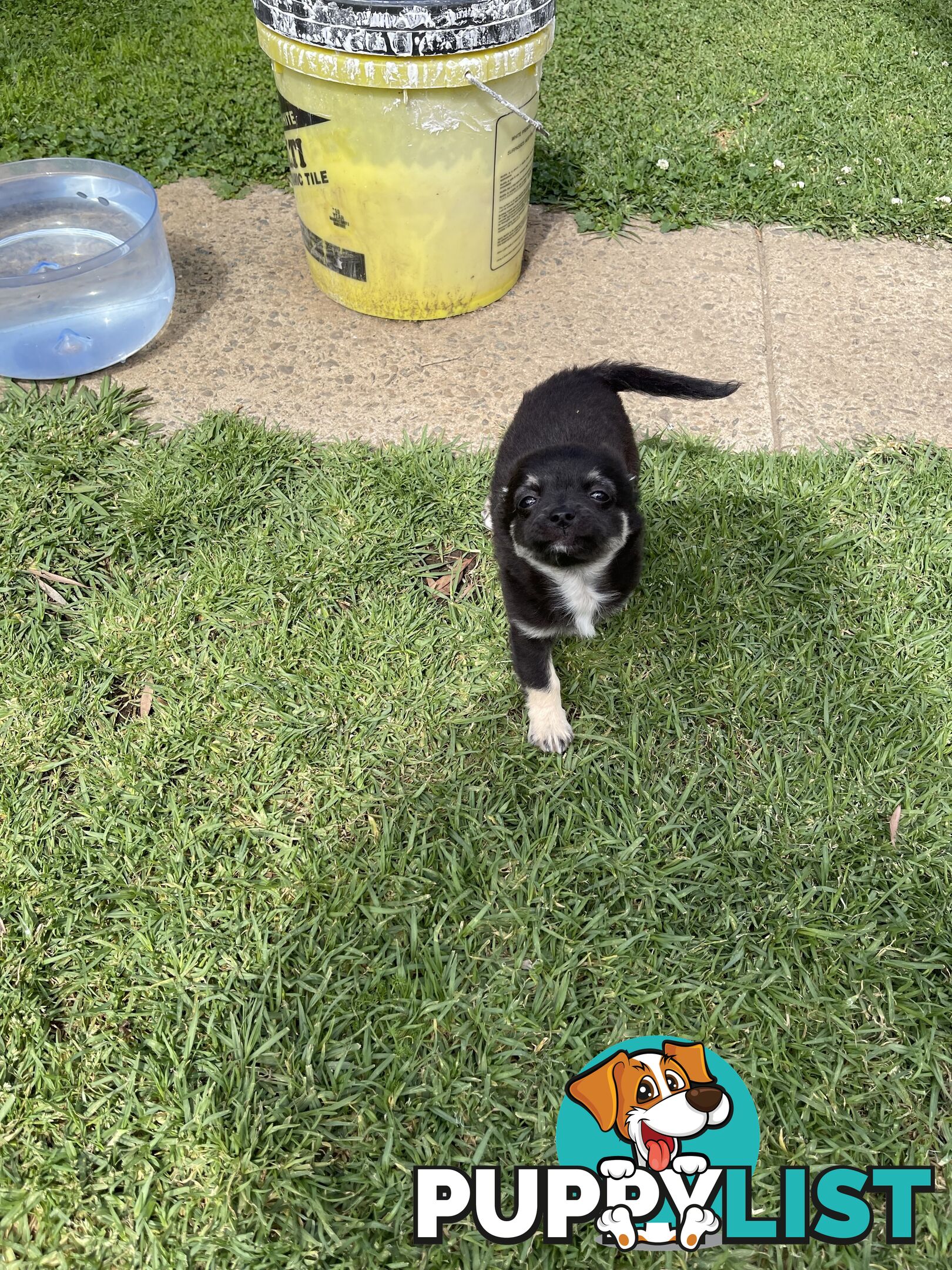 Chihuahua Puppies