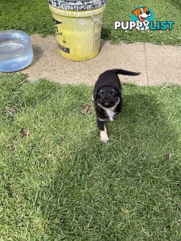 Chihuahua Puppies