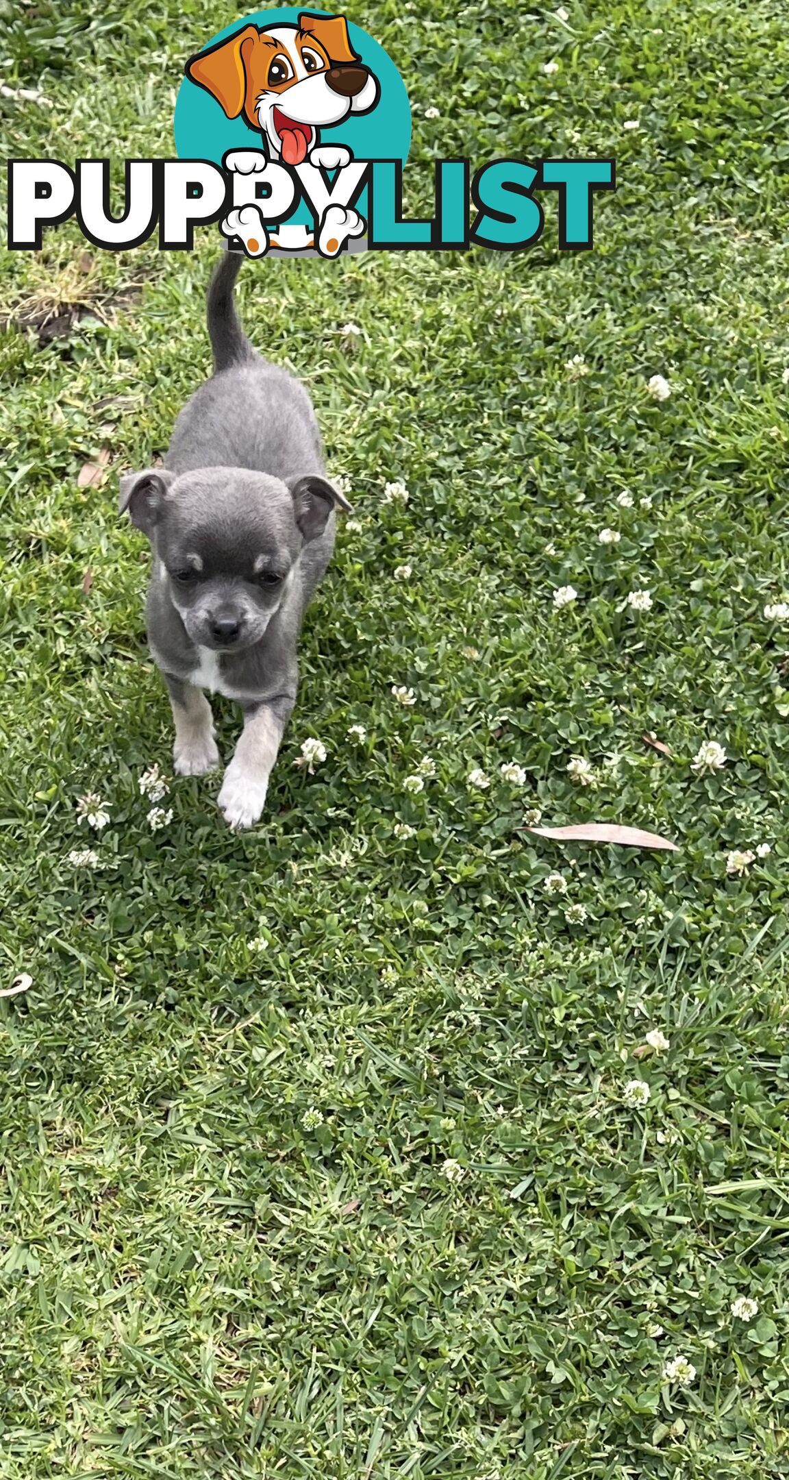 Chihuahua Puppies