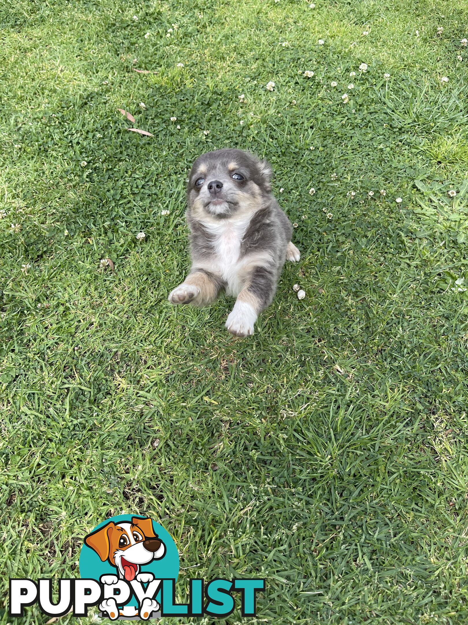 Chihuahua Puppies