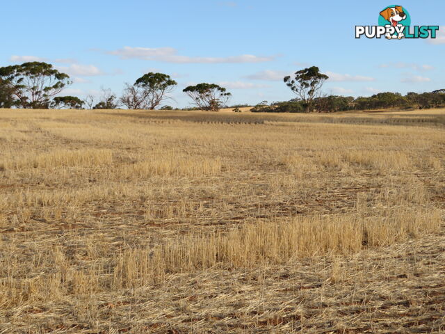 10352 Cunderdin-Quairading Road CUNDERDIN WA 6407