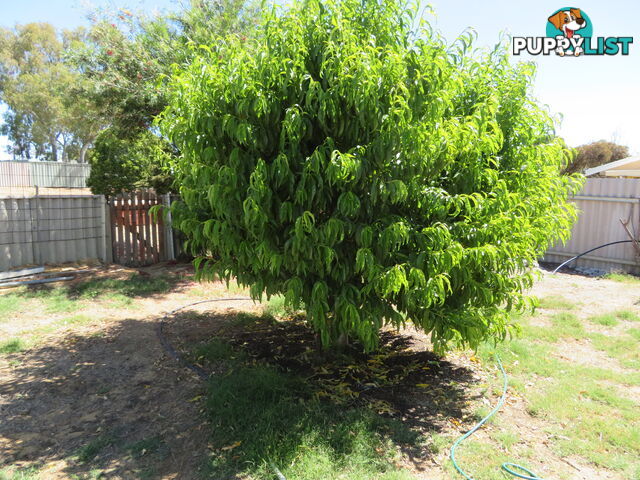 206 33 Goldfields Road DOWERIN WA 6461