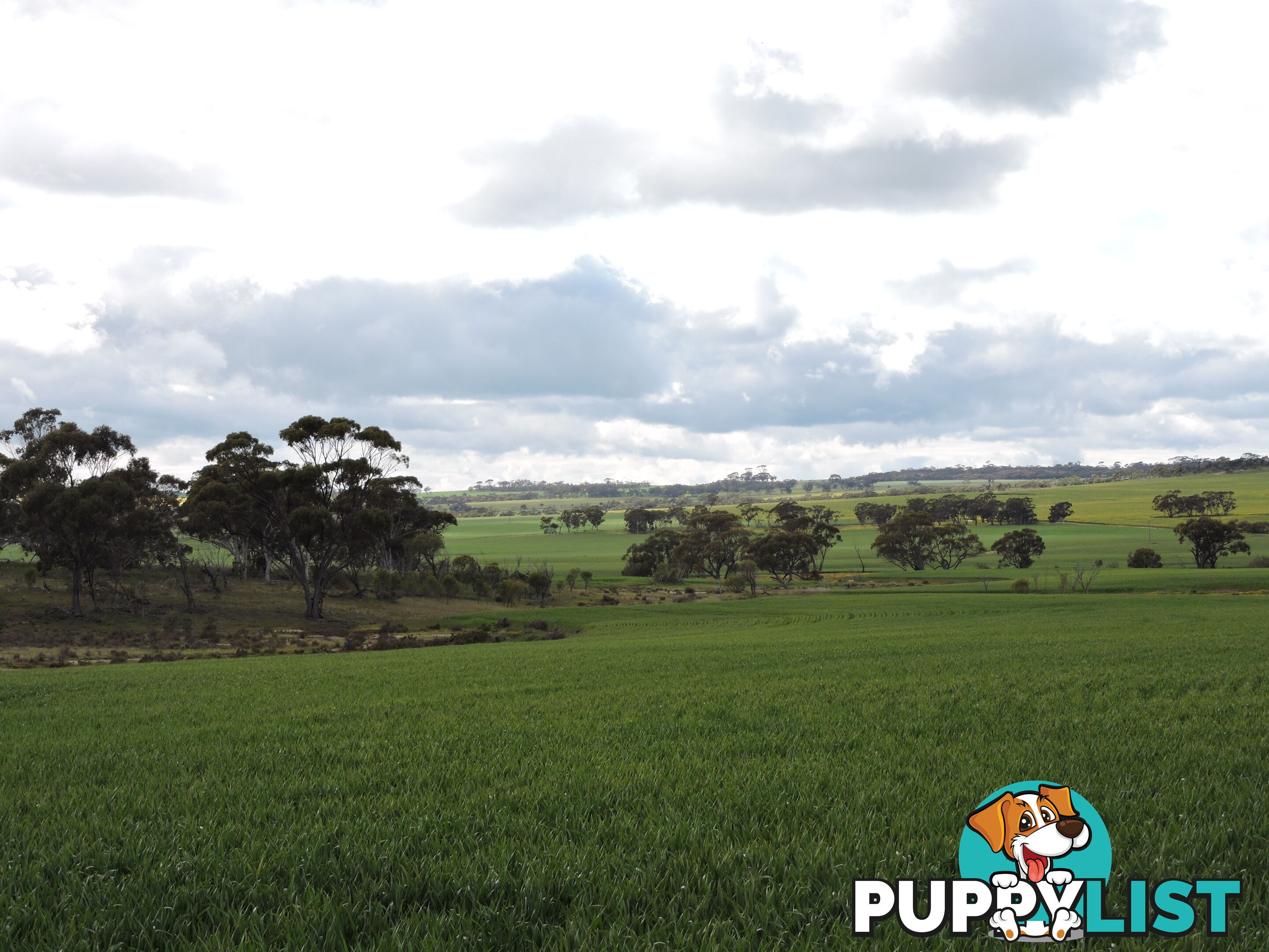 6631 CUNDERDIN-QUAIRADING ROAD YOUNDEGIN WA 6407