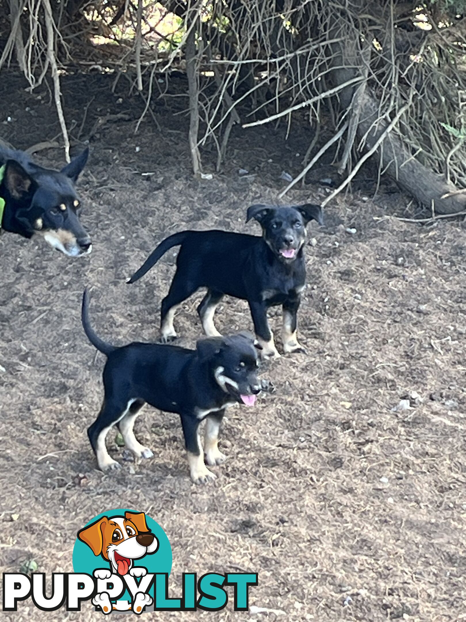 Kelpie Puppies