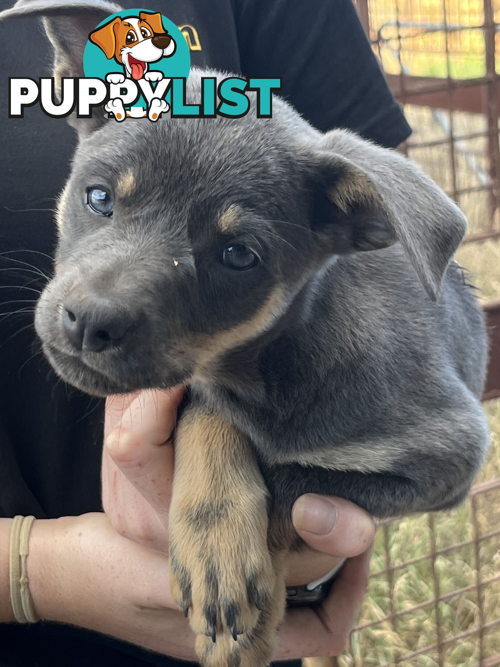 Kelpie Puppies