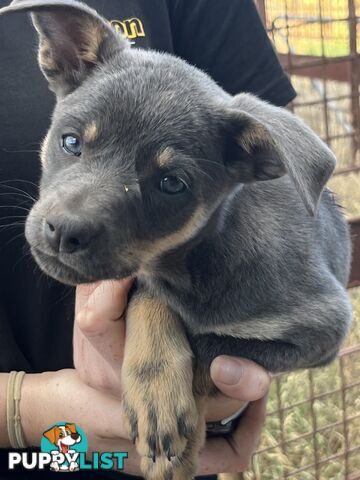 Kelpie Puppies