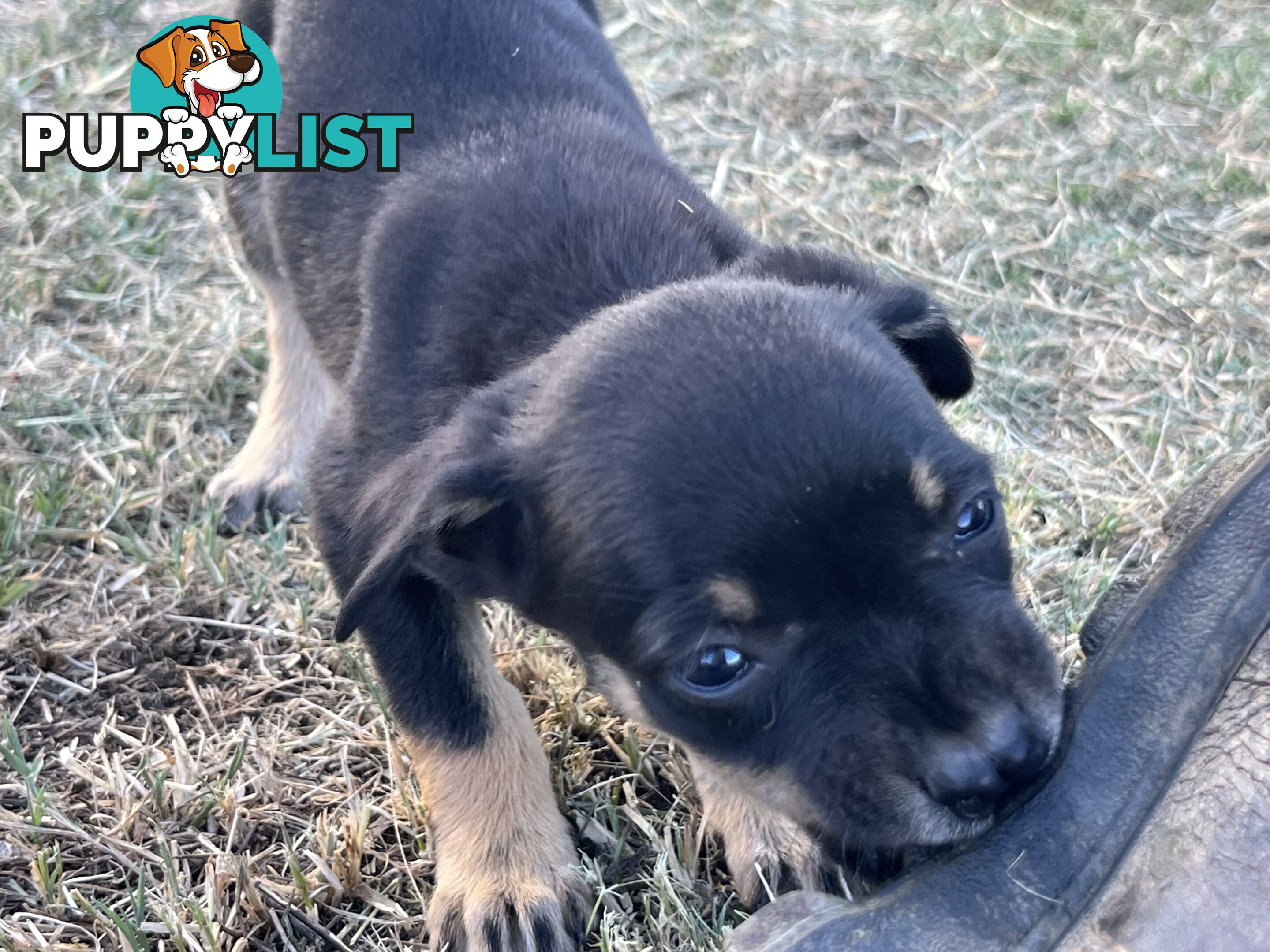 Kelpie Puppies