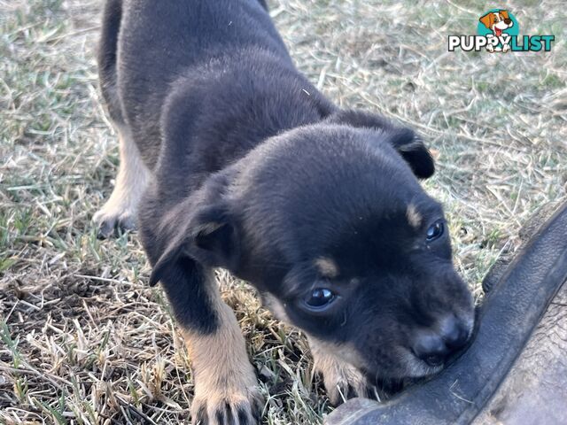 Kelpie Puppies