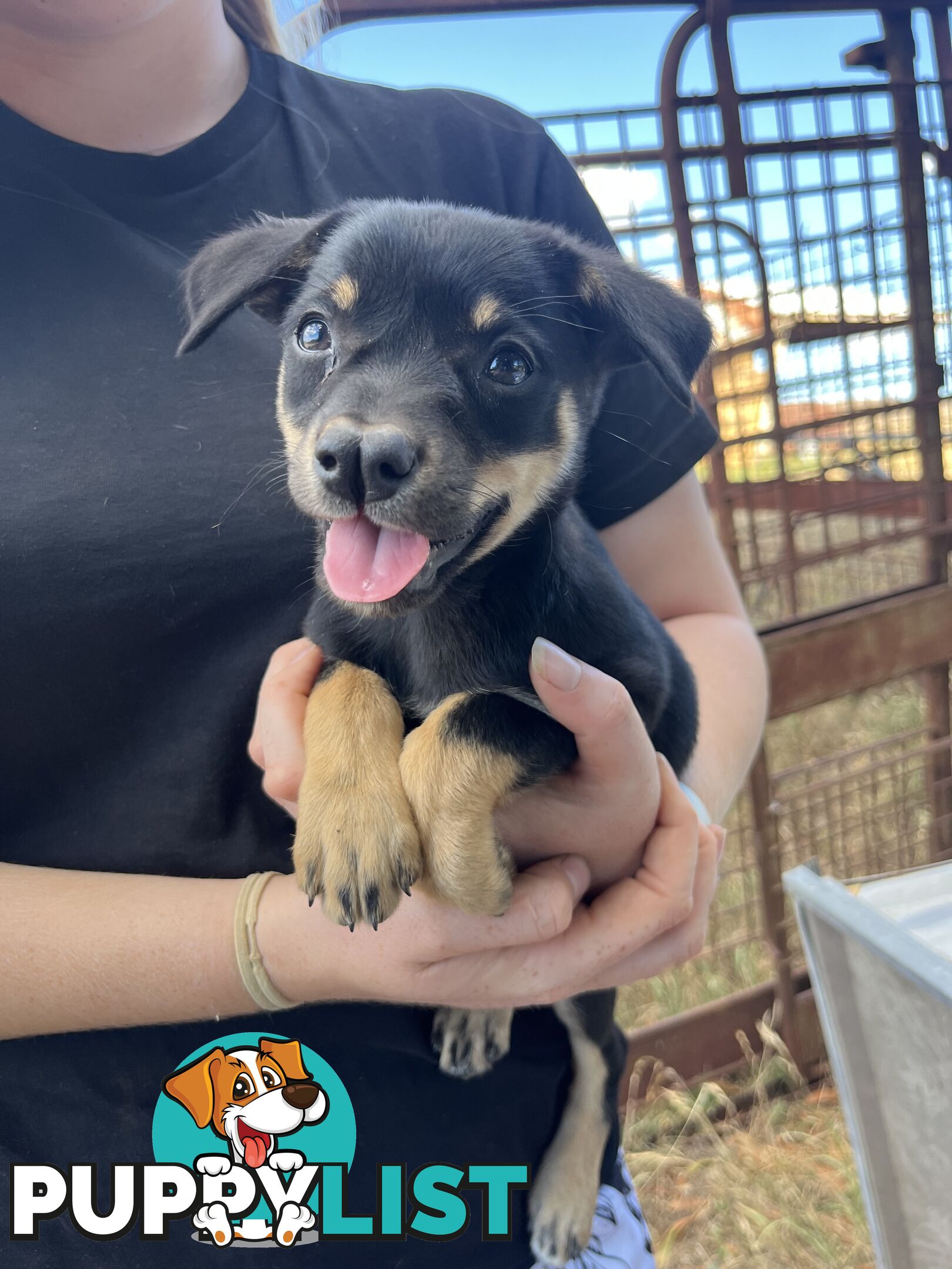 Kelpie Puppies