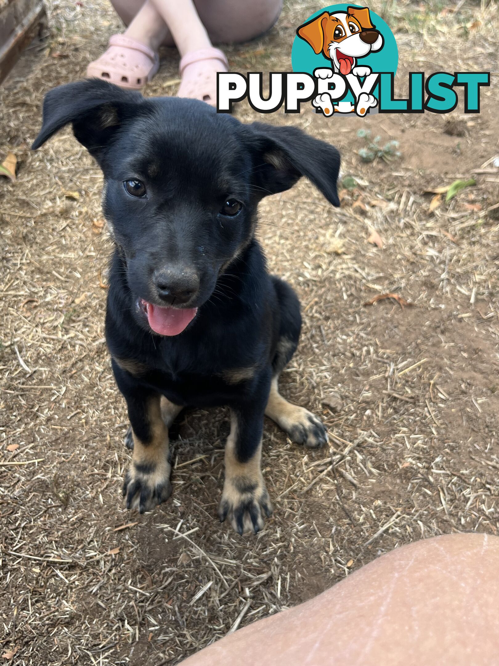 Kelpie Puppies