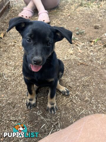 Kelpie Puppies