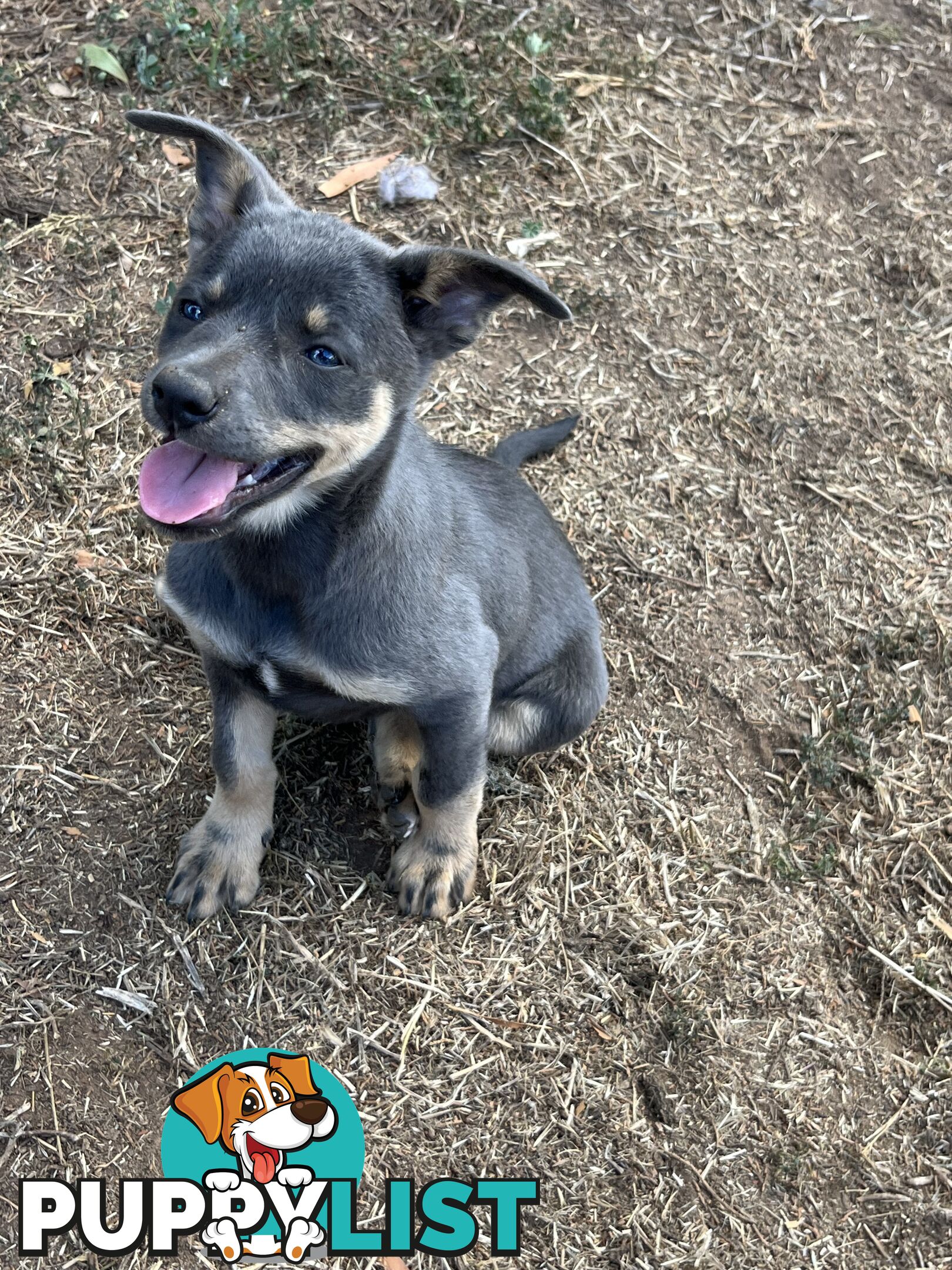 Kelpie Puppies