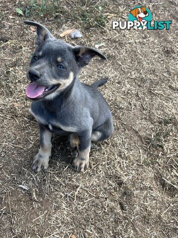 Kelpie Puppies