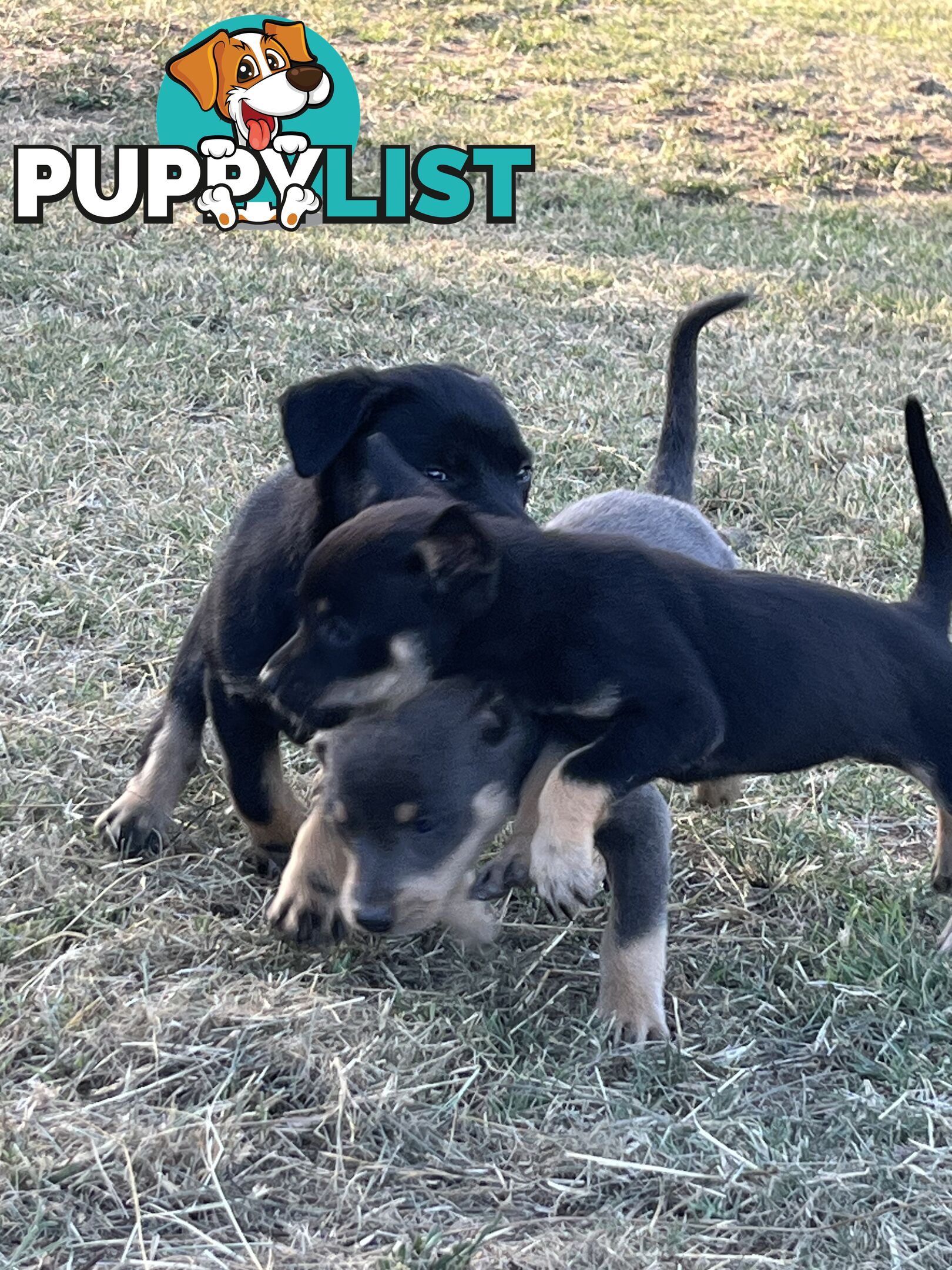 Kelpie Puppies