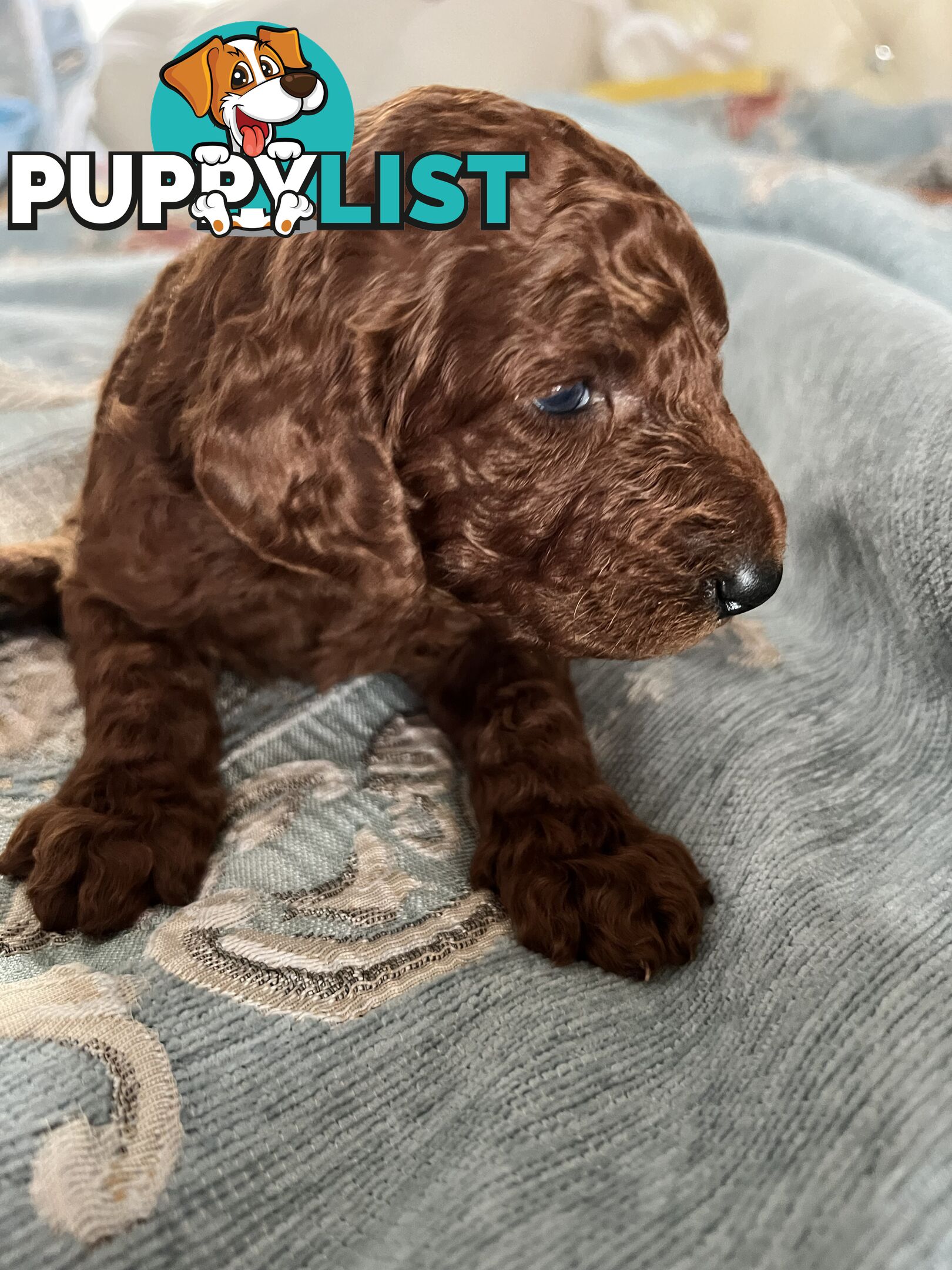 Purebred Standard Poodle puppies [Chocolate Red]