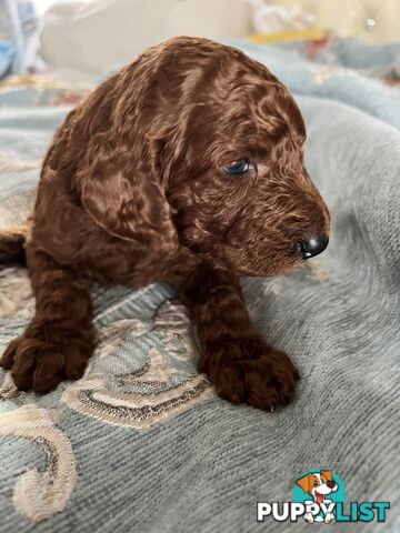 Purebred Standard Poodle puppies [Chocolate Red]