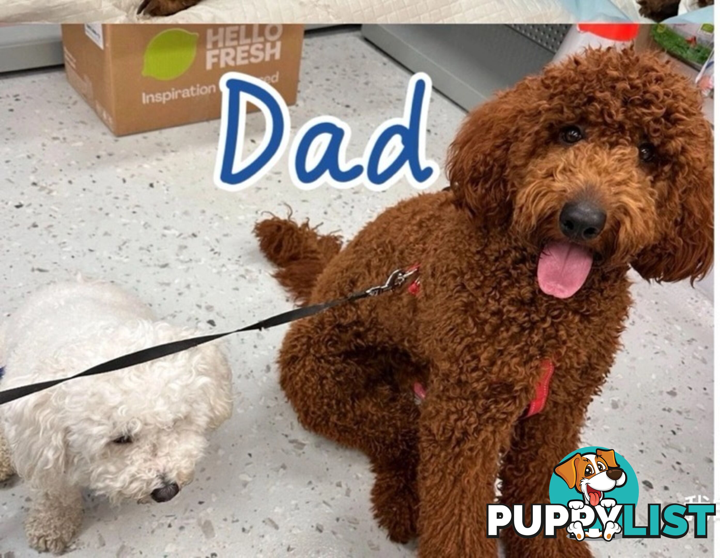 Purebred Standard Poodle puppies [Chocolate Red]