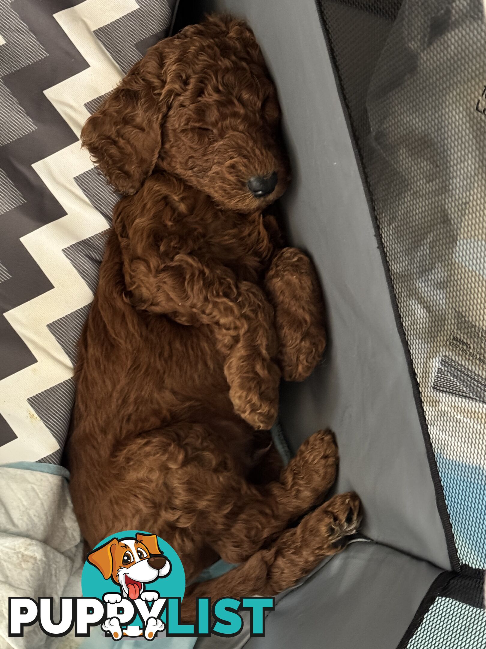 Purebred Standard Poodle puppies [Chocolate Red]