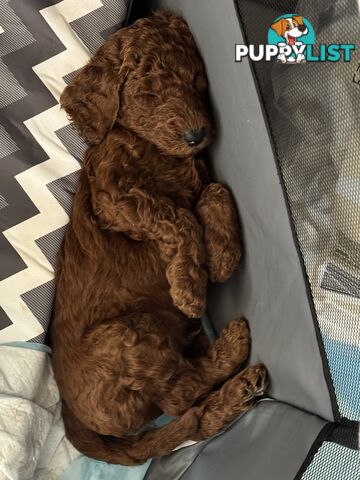 Purebred Standard Poodle puppies [Chocolate Red]