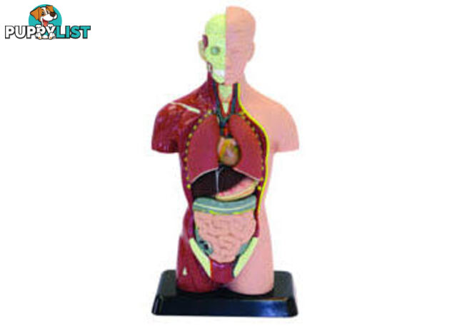 Human Anatomy Model - 8pcs - ETM0278