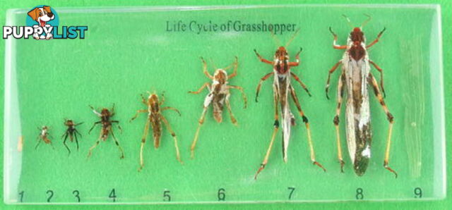 Specimen Block - Life Cycle of a Grasshopper - SC009