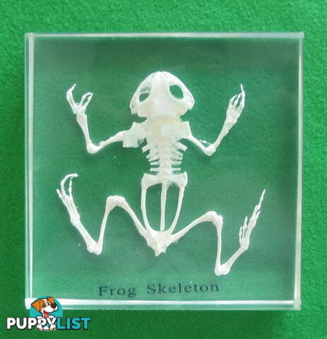 Specimen Block - Frog Skeleton - SC022